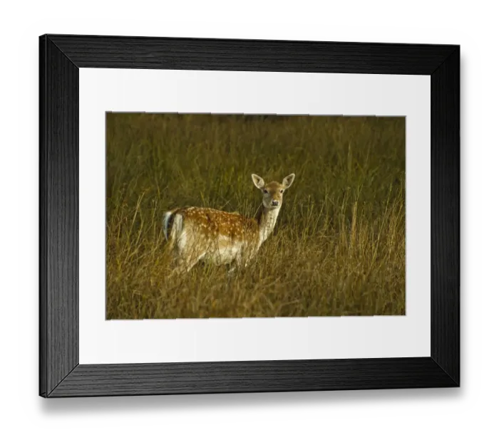 Framed Print : Fallow Deer (Dama dama) doe, standing amongst rushes, Dunham Massey, Trafford, Greater Manchester, England, november Framed Print : Fallow Deer (Dama dama) doe, standing amongst rushes, Dunham Massey, Trafford, Greater Manchester, England, november