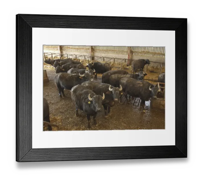 Framed Print : Domestic Water Buffalo (Bubalis bubalis) cows, herd standing in cubicle house, North Yorkshire, England