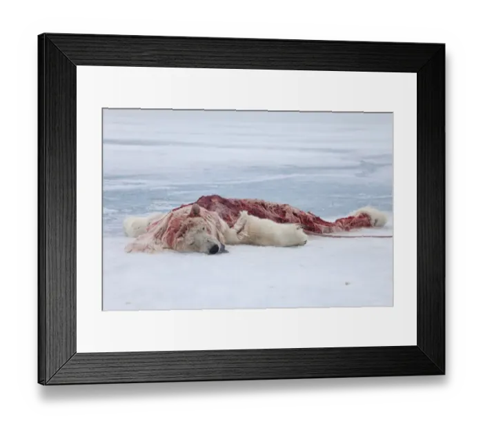 Framed Print : Polar Bear (Ursus maritimus) dead young, killed and eaten by another Polar Bear, on pack ice, Spitsbergen, Svalbard Framed Print : Polar Bear (Ursus maritimus) dead young, killed and eaten by another Polar Bear, on pack ice, Spitsbergen, Svalbard