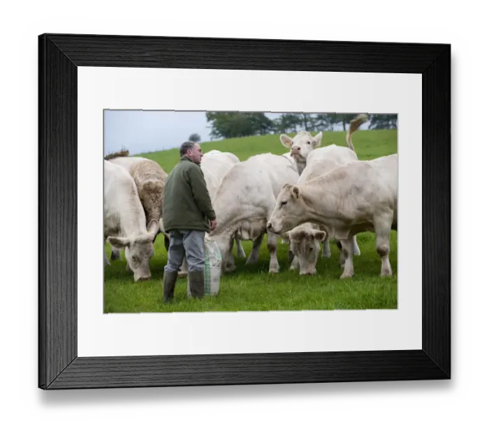 Framed Print : Domestic Cattle, Charolais herd, with farmer standing in pasture, England, august Framed Print : Domestic Cattle, Charolais herd, with farmer standing in pasture, England, august