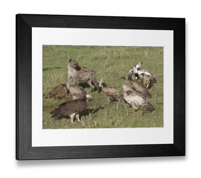 Framed Print : Spotted Hyena (Crocuta crocuta) adult, feeding, scavenging amongst vultures at Blue Wildebeest (Connochaetus taurinus) Framed Print : Spotted Hyena (Crocuta crocuta) adult, feeding, scavenging amongst vultures at Blue Wildebeest (Connochaetus taurinus)