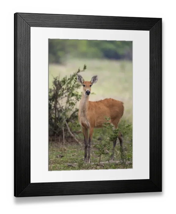 Framed Print : Marsh Deer (Blastocerus dichotomus) adult female, standing in savannah, Pantanal, Mato Grosso, Brazil Framed Print : Marsh Deer (Blastocerus dichotomus) adult female, standing in savannah, Pantanal, Mato Grosso, Brazil