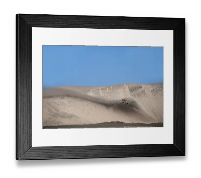 Framed Print : Coyote (Canis latrans) adult, walking up sand dune in coastal habitat, Puerto Lopez Mateos, Baja California Sur Framed Print : Coyote (Canis latrans) adult, walking up sand dune in coastal habitat, Puerto Lopez Mateos, Baja California Sur