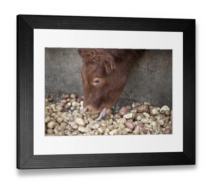 Framed Print : Domestic Cattle, beef cattle, close-up of head, feeding on potatoes through metal feed barrier in feeding yards, Perth Framed Print : Domestic Cattle, beef cattle, close-up of head, feeding on potatoes through metal feed barrier in feeding yards, Perth