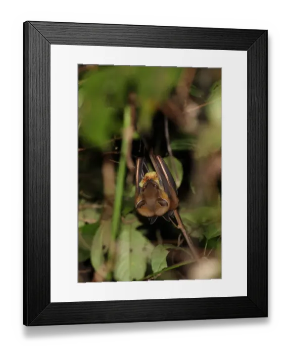 Framed Print : Greater Short-nosed Fruit Bat (Cynopterus sphinx) adult, feeding on fruit, hanging in bush, Krung Ching, Thailand Framed Print : Greater Short-nosed Fruit Bat (Cynopterus sphinx) adult, feeding on fruit, hanging in bush, Krung Ching, Thailand