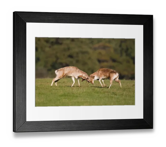 Framed Print : Fallow Deer (Dama dama) two bucks, fighting, during rutting season, Suffolk, England, october Framed Print : Fallow Deer (Dama dama) two bucks, fighting, during rutting season, Suffolk, England, october