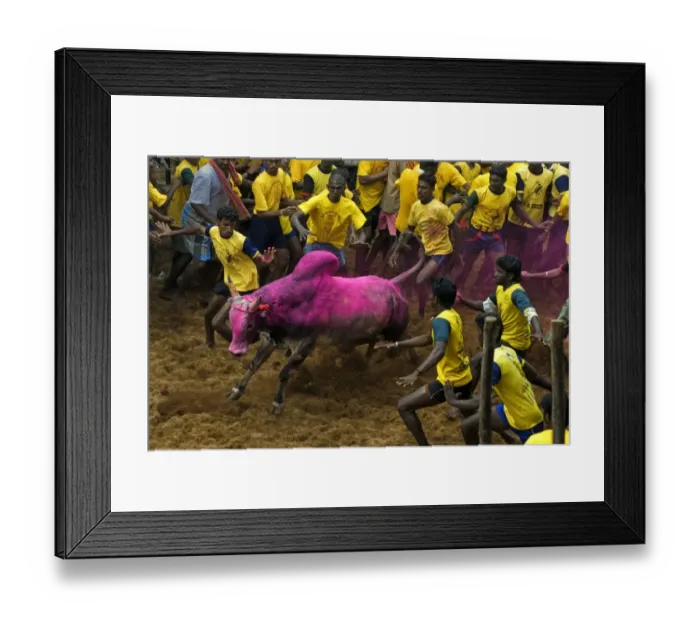Framed Print : Domestic Cattle, Zebu (Bos indicus) bull, with men attempting to hold onto hump during Jallikattu or Taming the Bull Framed Print : Domestic Cattle, Zebu (Bos indicus) bull, with men attempting to hold onto hump during Jallikattu or Taming the Bull