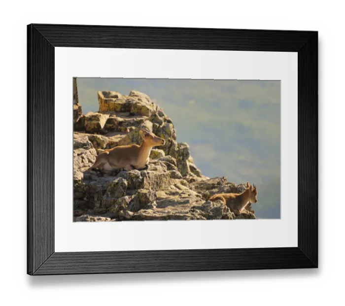 Framed Print : Western Spanish Ibex (Capra pyrenaica victoriae) adult female with young, resting on rocks, Pena de Francia Framed Print : Western Spanish Ibex (Capra pyrenaica victoriae) adult female with young, resting on rocks, Pena de Francia