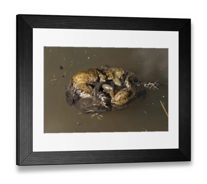 Framed Print : Common Toad (Bufo bufo) adult males, group attempting to mate with dead female, drowned during mating ball