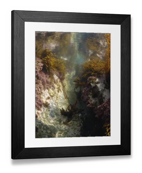 Framed Print : Underwater view of rockpool with seaweed, Harlyn Bay, Cornwall, England, april Framed Print : Underwater view of rockpool with seaweed, Harlyn Bay, Cornwall, England, april