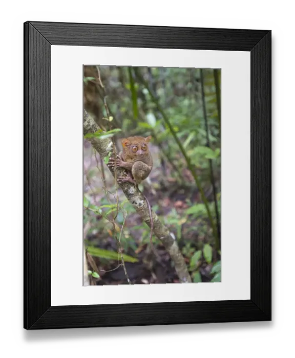 Framed Print : Philippine Tarsier (Tarsius syrichta) adult, clinging to tree trunk in forest, Bohol Island, Philippines Framed Print : Philippine Tarsier (Tarsius syrichta) adult, clinging to tree trunk in forest, Bohol Island, Philippines