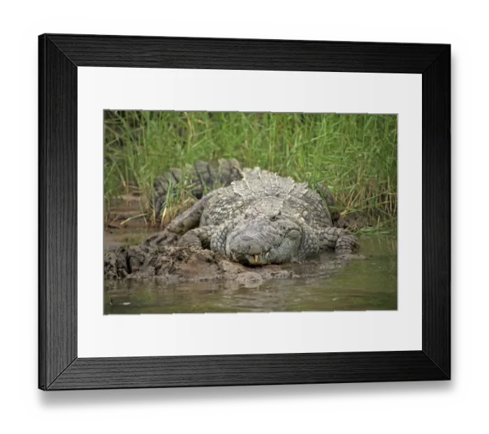 Framed Print : Nile Crocodile (Crocodylus niloticus) adult, resting on riverbank, St. Lucia Wetland Park, iSimangaliso Wetland Park Framed Print : Nile Crocodile (Crocodylus niloticus) adult, resting on riverbank, St. Lucia Wetland Park, iSimangaliso Wetland Park