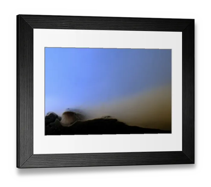 Framed Print : Tadpole Shrimp (Triops cancriformis) adult, burrowing underwater in freshwater temporary pond, Italy, may Framed Print : Tadpole Shrimp (Triops cancriformis) adult, burrowing underwater in freshwater temporary pond, Italy, may