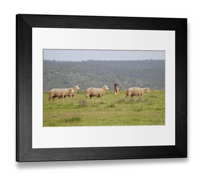 Framed Print : Domestic Sheep, Merino, flock walking in grassland, guarded by Spanish Mastiff, Extremadura, Spain, april Framed Print : Domestic Sheep, Merino, flock walking in grassland, guarded by Spanish Mastiff, Extremadura, Spain, april