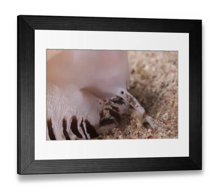 Framed Print : Shell (Nassarius sp. ) adult, close-up of siphon, Lembata Island, Solor Archipelago, Lesser Sunda Islands, Indonesia