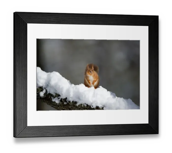 Framed Print : Eurasian Red Squirrel (Sciurus vulgaris) adult, sitting on branch in deep snow, Cairngorm N. P