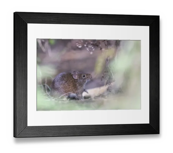 Framed Print : Hispid Cotton Rat (Sigmodon hispidus) adult, standing amongst vegetation, Guatemala Framed Print : Hispid Cotton Rat (Sigmodon hispidus) adult, standing amongst vegetation, Guatemala