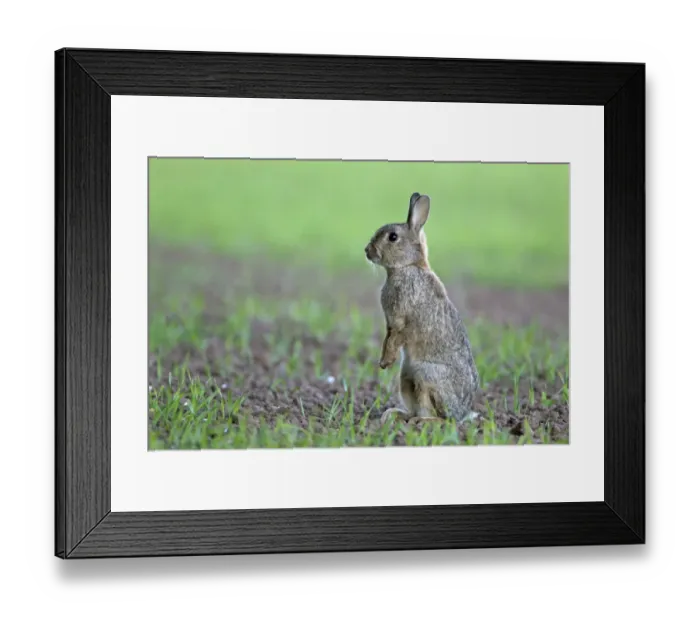 Framed Print : European Rabbit (Oryctolagus cuniculus) adult, standing alert on hind legs, on crop field in evening, Berwickshire Framed Print : European Rabbit (Oryctolagus cuniculus) adult, standing alert on hind legs, on crop field in evening, Berwickshire