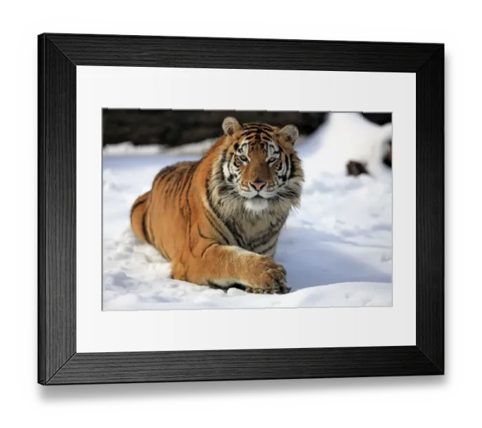 Framed Print : Siberian Tiger (Panthera tigris altaica) immature male, resting in snow, winter (captive) Framed Print : Siberian Tiger (Panthera tigris altaica) immature male, resting in snow, winter (captive)