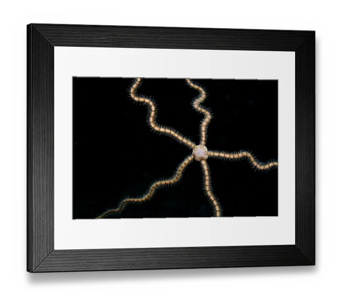 Framed Print : Brittlestar (Ophiothrix sp. ) adult, suspended in seawater, Lembata Island, Solor Archipelago, Lesser Sunda Islands