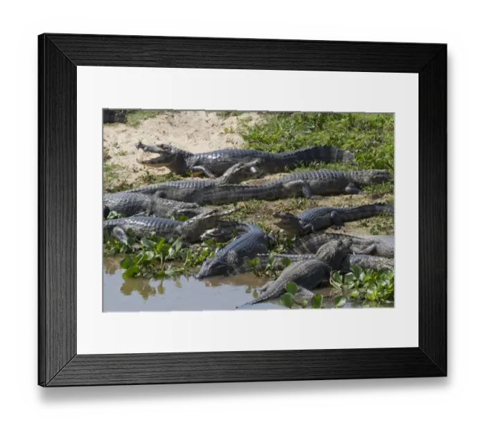 Framed Print : Paraguayan Caiman (Caiman yacare) adults, group resting on shore, Pantanal, Mato Grosso, Brazil