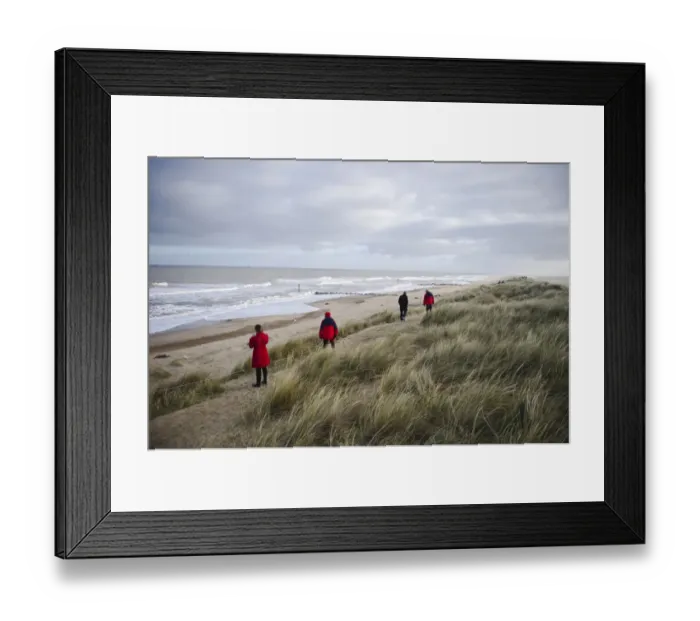 Framed Print : Grey Seal (Halichoerus grypus) adult females with whitecoat pups, colony viewed by visitors in roped-off area Framed Print : Grey Seal (Halichoerus grypus) adult females with whitecoat pups, colony viewed by visitors in roped-off area