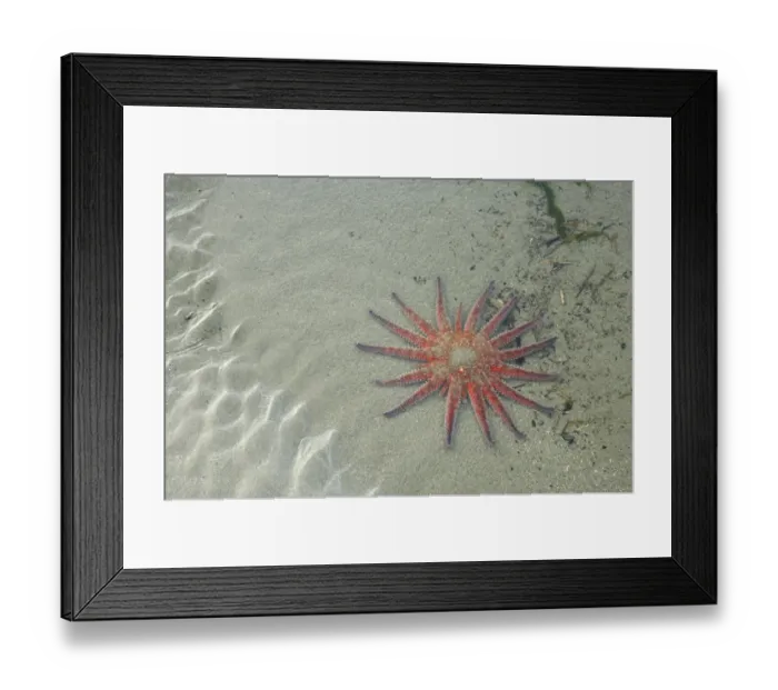 Framed Print : Sunflower Starfish (Pycnopodia helianthoides) adult, in shallow water of sandy pool, Olympic N. P Framed Print : Sunflower Starfish (Pycnopodia helianthoides) adult, in shallow water of sandy pool, Olympic N. P