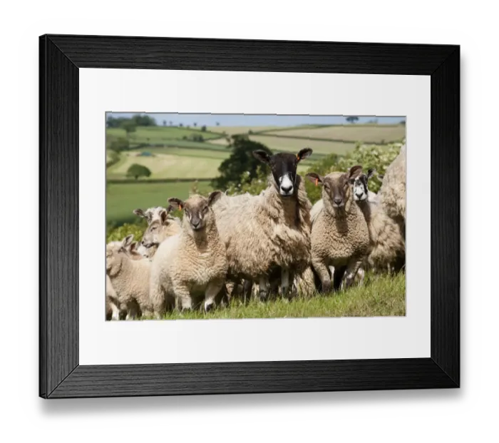 Framed Print : Domestic Sheep, mule ewes with Charollais sired lambs, flock standing in pasture, Devon, England, may Framed Print : Domestic Sheep, mule ewes with Charollais sired lambs, flock standing in pasture, Devon, England, may
