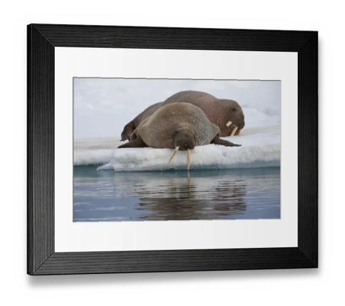 Framed Print : Atlantic Walrus (Odobenus rosmarus rosmarus) two adults, resting on ice floe, Spitsbergen, Svalbard, august Framed Print : Atlantic Walrus (Odobenus rosmarus rosmarus) two adults, resting on ice floe, Spitsbergen, Svalbard, august