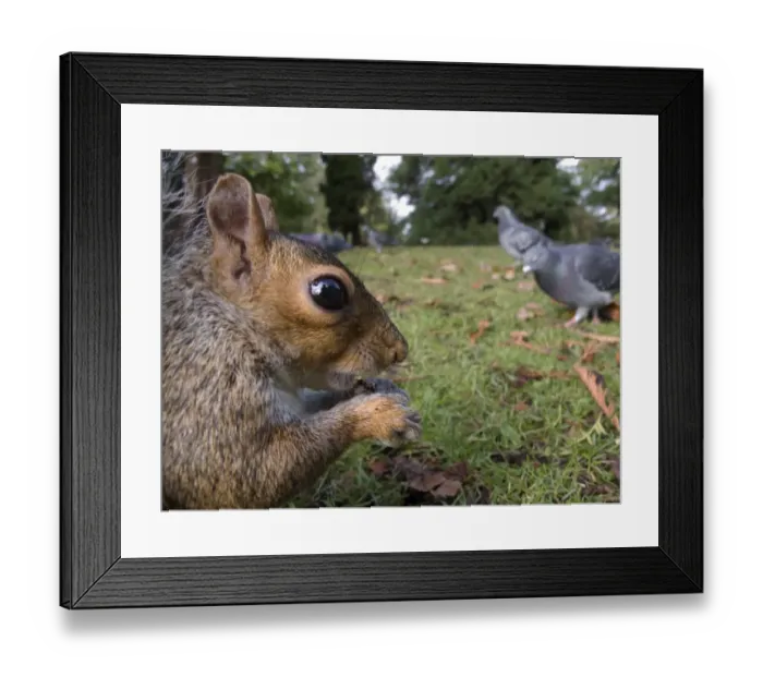 Framed Print : Eastern Grey Squirrel (Sciurus carolinensis) introduced species, adult, close-up of head, feeding Framed Print : Eastern Grey Squirrel (Sciurus carolinensis) introduced species, adult, close-up of head, feeding