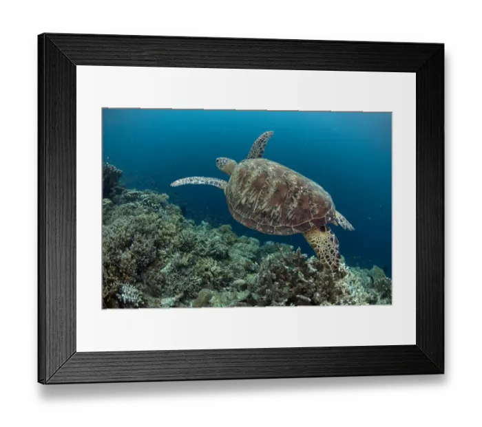 Framed Print : Green Turtle (Chelonia mydas) adult, swimming over reef, Sipadan Island, Sabah, Borneo, Malaysia Framed Print : Green Turtle (Chelonia mydas) adult, swimming over reef, Sipadan Island, Sabah, Borneo, Malaysia