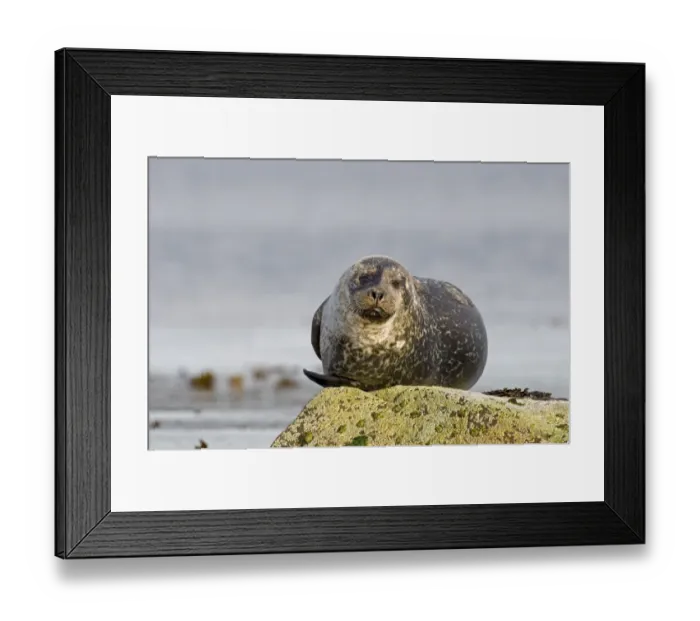 Framed Print : Common Seal (Phoca vitulina) adult, resting on rock, Shetland Islands, Scotland, june Framed Print : Common Seal (Phoca vitulina) adult, resting on rock, Shetland Islands, Scotland, june