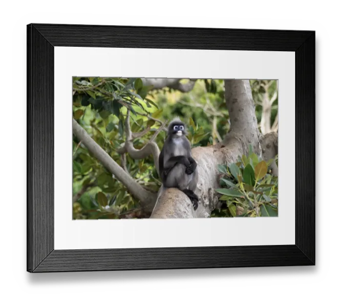 Framed Print : Dusky Leaf Monkey (Trachypithecus obscurus) adult male, sitting on branch (captive) Framed Print : Dusky Leaf Monkey (Trachypithecus obscurus) adult male, sitting on branch (captive)