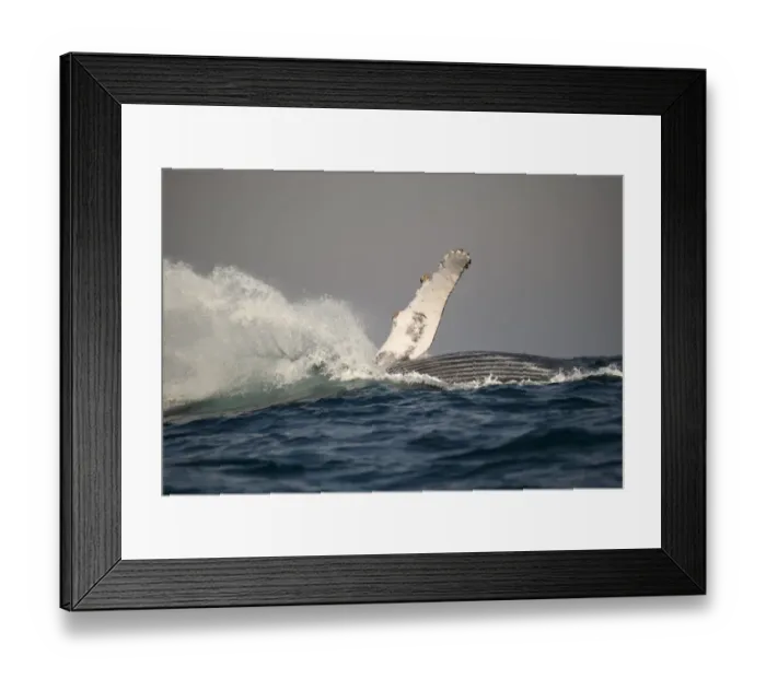 Framed Print : Humpback Whale (Megaptera novaeangliae) adult, breaching at surface of sea, offshore Port St