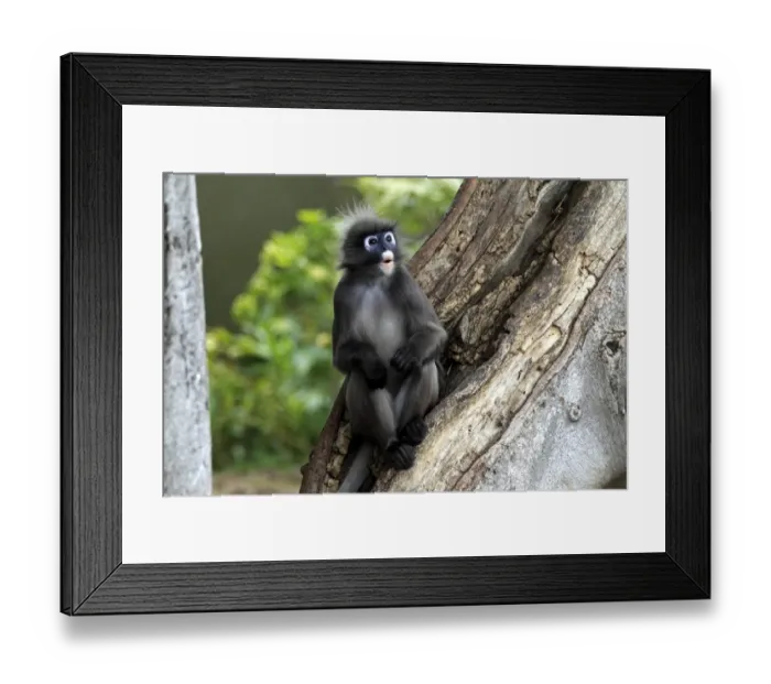 Framed Print : Dusky Leaf Monkey (Trachypithecus obscurus) adult male, sitting on tree trunk (captive) Framed Print : Dusky Leaf Monkey (Trachypithecus obscurus) adult male, sitting on tree trunk (captive)