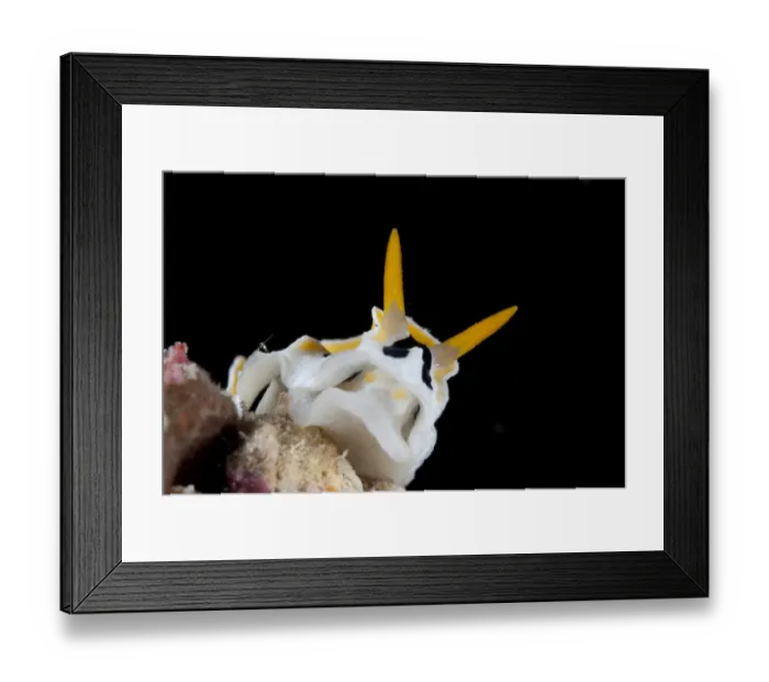 Framed Print : Reticuludia Nudibranch (Reticulidia fungia) adult, close-up of face, Hatta Arch, Hatta, near Bandaneira Framed Print : Reticuludia Nudibranch (Reticulidia fungia) adult, close-up of face, Hatta Arch, Hatta, near Bandaneira