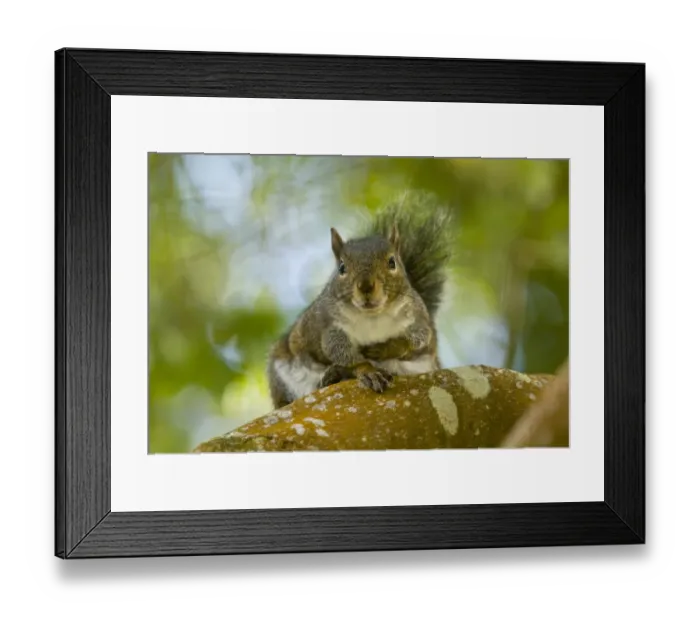 Framed Print : Western Grey Squirrel (Sciurus griseus ssp. griseus) adult, sitting on branch, Strybing, San Francisco, California Framed Print : Western Grey Squirrel (Sciurus griseus ssp. griseus) adult, sitting on branch, Strybing, San Francisco, California