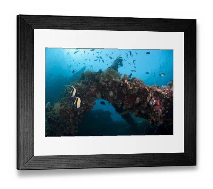 Framed Print : Moorish Idol (Zanclus cornutus) two adults, swimming with other fish around coral encrusted shipwreck, Liberty Wreck Framed Print : Moorish Idol (Zanclus cornutus) two adults, swimming with other fish around coral encrusted shipwreck, Liberty Wreck