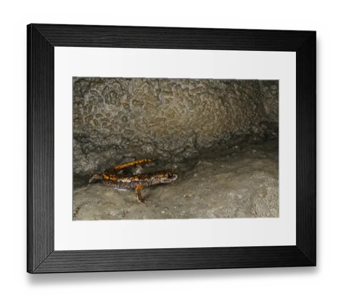 Framed Print : Strinatis Cave Salamander (Speleomantes strinatii) adult, standing on wet rock in cave, Italy, june