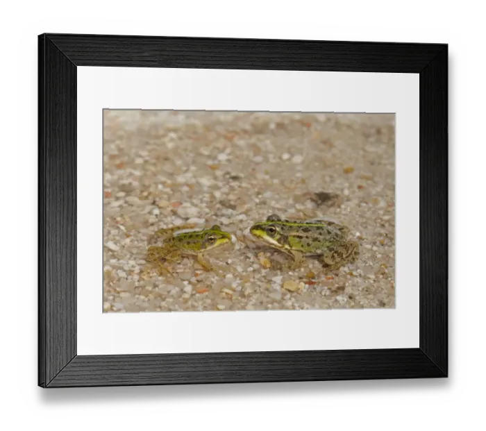 Framed Print : Iberian Marsh Frog (Rana perezi) two juveniles, facing each other in shallow water, Northern Spain, july Framed Print : Iberian Marsh Frog (Rana perezi) two juveniles, facing each other in shallow water, Northern Spain, july