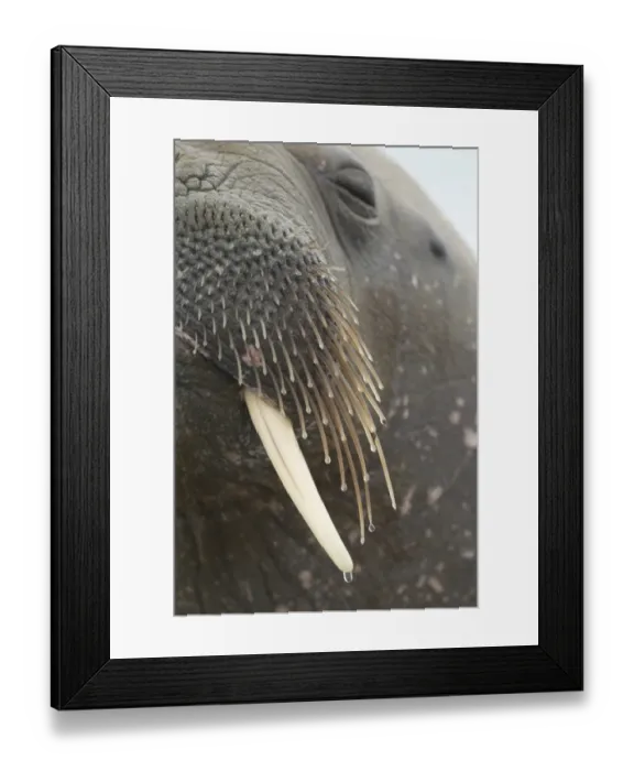 Framed Print : Atlantic Walrus (Odobenus rosmarus rosmarus) adult, close-up of bristles and tusk, Svalbard, july Framed Print : Atlantic Walrus (Odobenus rosmarus rosmarus) adult, close-up of bristles and tusk, Svalbard, july