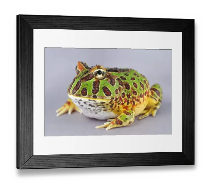 Framed Print : Cranwells Horned Frog (Ceratophrys cranwelli) young Framed Print : Cranwells Horned Frog (Ceratophrys cranwelli) young