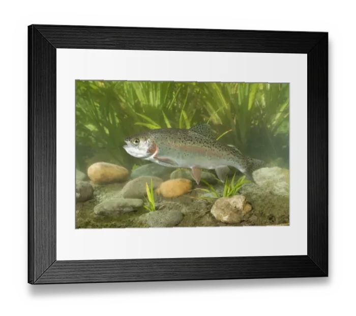 Framed Print : Rainbow Trout (Oncorhynchus mykiss) introduced species, adult, swimming, Sussex, England Framed Print : Rainbow Trout (Oncorhynchus mykiss) introduced species, adult, swimming, Sussex, England