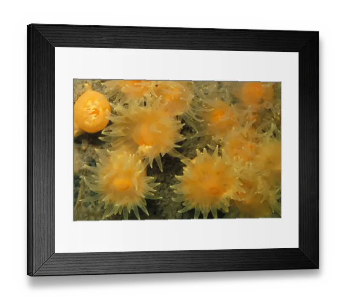Framed Print : Gold Star Cup Coral (Balanophyllia regia) Framed Print : Gold Star Cup Coral (Balanophyllia regia)