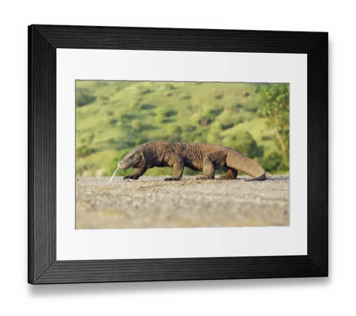 Framed Print : Komodo Dragon (Varanus komodensis) adult, walking, flicking forked tongue and drooling saliva, Komodo N. P Framed Print : Komodo Dragon (Varanus komodensis) adult, walking, flicking forked tongue and drooling saliva, Komodo N. P
