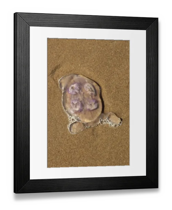 Framed Print : Common Jellyfish (Aurelia aurita) adult, stranded on sandy beach, Gower Peninsula, Glamorgan, Wales, july Framed Print : Common Jellyfish (Aurelia aurita) adult, stranded on sandy beach, Gower Peninsula, Glamorgan, Wales, july