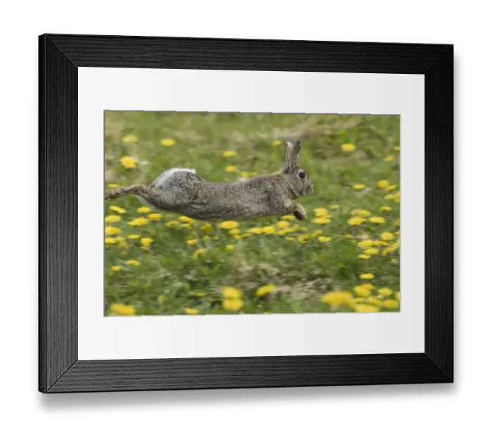 Framed Print : European Rabbit (Oryctolagus cuniculus) adult, running through field of dandelions, Norfolk, England, summer Framed Print : European Rabbit (Oryctolagus cuniculus) adult, running through field of dandelions, Norfolk, England, summer