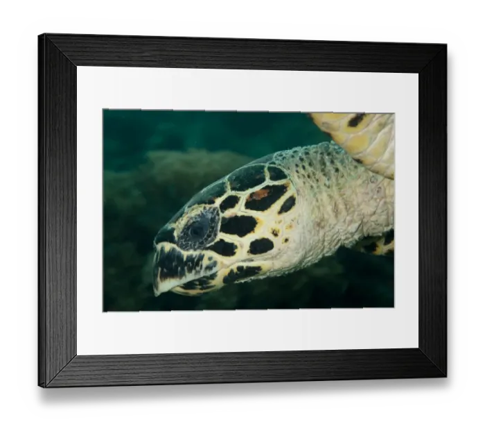 Framed Print : Loggerhead Turtle (Caretta caretta) adult, close-up of head, Sipadan Island, Sabah, Borneo, Malaysia Framed Print : Loggerhead Turtle (Caretta caretta) adult, close-up of head, Sipadan Island, Sabah, Borneo, Malaysia