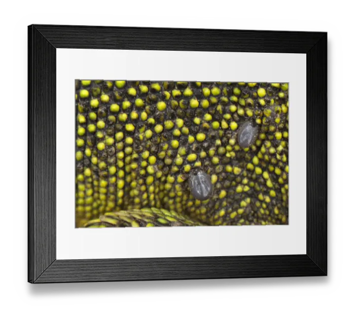 Framed Print : Western Green Lizard (Lacerta bilineata) adult, close-up of skin with two ticks attached, Italy Framed Print : Western Green Lizard (Lacerta bilineata) adult, close-up of skin with two ticks attached, Italy