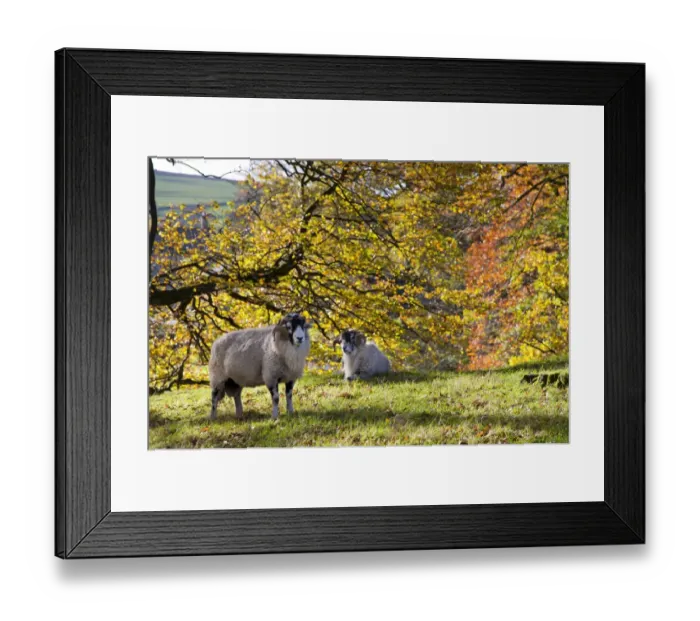 Framed Print : Domestic Sheep, Swaledale rams, near trees with leaves in autumn colour, Marshaw, Over Wyresdale, Forest of Bowland Framed Print : Domestic Sheep, Swaledale rams, near trees with leaves in autumn colour, Marshaw, Over Wyresdale, Forest of Bowland